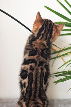 Bengaalse kittens met stamboom - 5