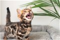 Bengaalse kittens met stamboom - 6 - Thumbnail