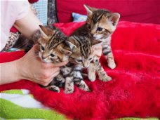 Bengaalse kittens