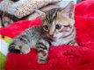 Bengaalse kittens - 1 - Thumbnail