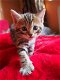 Bengaalse kittens - 2 - Thumbnail
