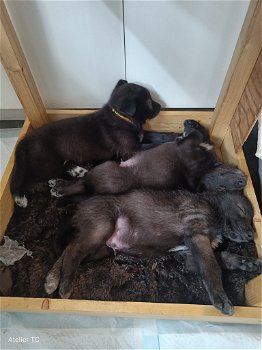 Wolfshond puppies - 0