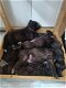 Wolfshond puppies - 0 - Thumbnail