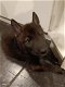 Wolfshond puppies - 1 - Thumbnail