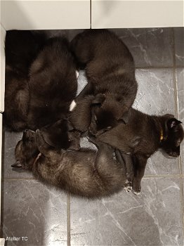 Wolfshond puppies - 2