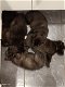 Wolfshond puppies - 2 - Thumbnail