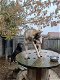 Wolfshond puppies - 4 - Thumbnail