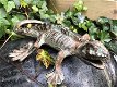 salamander,kado - 1 - Thumbnail