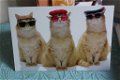 18 blanco kaarten met kattenafbeelding plus enveloppen - 4 - Thumbnail