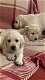 Raszuivere Labrador-pups - 0 - Thumbnail