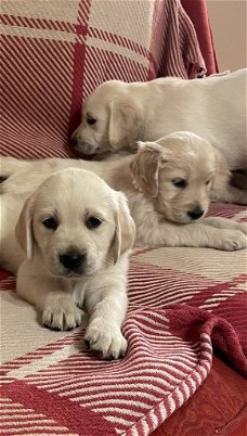 Raszuivere Labrador-pups