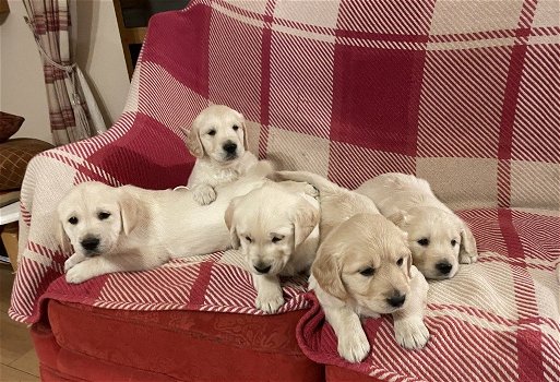 Raszuivere Labrador-pups - 1