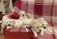 Raszuivere Labrador-pups - 1 - Thumbnail