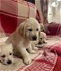 Raszuivere Labrador-pups - 2 - Thumbnail