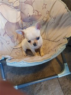 Chihuahua