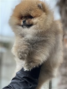 pomeranian mini bearface pomeriaan dwergkees