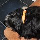 LED verlichting halsband hond lang - 3 - Thumbnail