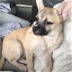 Sammy, gemengde Franse Bulldog-hond - 1 - Thumbnail