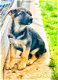Belgische duitse herder pupjes te koop - 1 - Thumbnail