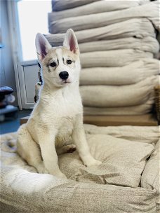 Belgische husky pups te koop