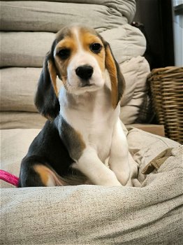 Belgische beagle pupjes te koop - 0