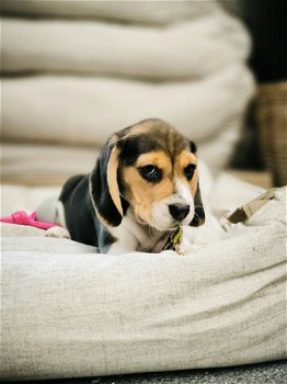 Belgische beagle pupjes te koop - 1