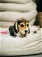 Belgische beagle pupjes te koop - 1 - Thumbnail