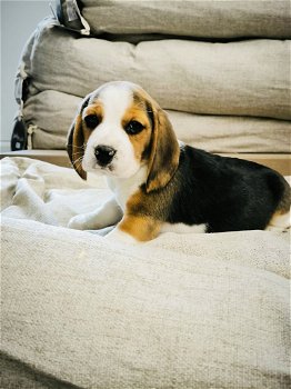 Belgische beagle pupjes te koop - 2
