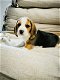 Belgische beagle pupjes te koop - 2 - Thumbnail