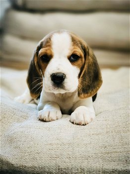 Belgische beagle pupjes te koop - 3