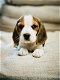 Belgische beagle pupjes te koop - 3 - Thumbnail