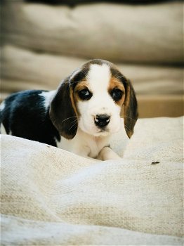 Belgische beagle pupjes te koop - 4