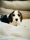 Belgische beagle pupjes te koop - 4 - Thumbnail