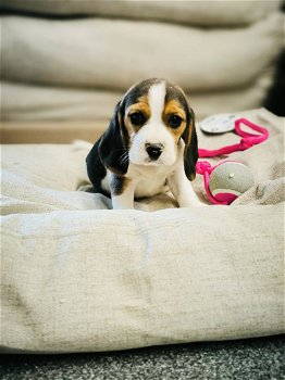 Belgische beagle pupjes te koop - 5