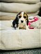 Belgische beagle pupjes te koop - 5 - Thumbnail
