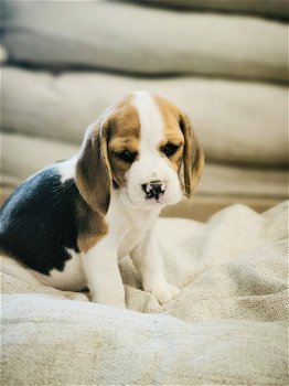 Belgische beagle pupjes te koop - 6
