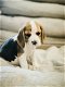 Belgische beagle pupjes te koop - 6 - Thumbnail