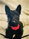 Belgische Schotse terrier pups te koop - 3 - Thumbnail