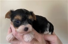 yorkshire terrier pup