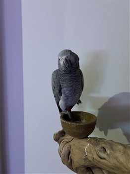 Grijze roodstaart papegaai - 3