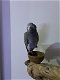 Grijze roodstaart papegaai - 3 - Thumbnail