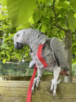 Grijze roodstaart papegaai - 5