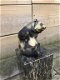 brons beeld van een panda,panda, kado - 3 - Thumbnail