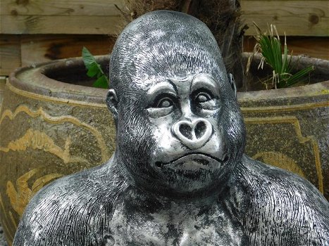 Gorilla,beeld,aap - 2