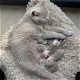 vZes kittens en drie moederpoezen zoeken huis(Brits Korthaar kittens) - 0 - Thumbnail