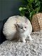 vZes kittens en drie moederpoezen zoeken huis(Brits Korthaar kittens) - 1 - Thumbnail