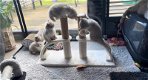 vZes kittens en drie moederpoezen zoeken huis(Brits Korthaar kittens) - 3 - Thumbnail