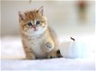 vZes kittens en drie moederpoezen zoeken huis(Brits Korthaar kittens) - 5 - Thumbnail