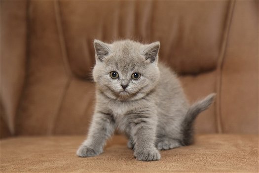 vZes kittens en drie moederpoezen zoeken huis(Brits Korthaar kittens) - 7