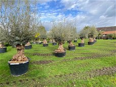 Nieuwe aanvoer olijfbomen, robuuste stam en volle kruin